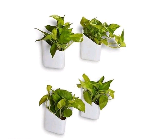  White Hanging Plastic Planters Pots  Pack of 4 -  Free Size,  White, Plastic, Hanging, Pack of 4